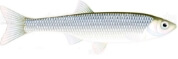 a picture of a fish on a white background.