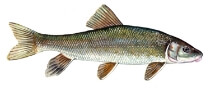 an illustration of a fish that can be found in the river at The River Mile