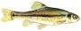 an illustration of a minnow that can be found in the river at The River Mile