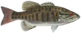 an illustration of a fish that can be found in the river at The River Mile