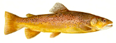 a brown fish with a white background.
